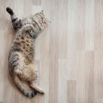 Dog-Friendly-Flooring